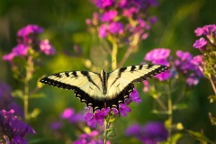 Butterflies