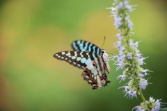 Butterflies_0241-copy