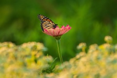Find-and-Wait-Isolated-Subject-01