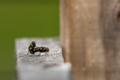 Continuing the Species
