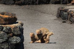 Mongoose mating