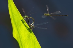 Damselfly mating