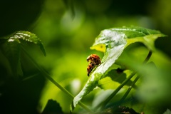 Lady bug mating