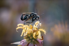 Wasps mating