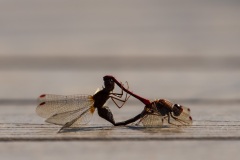Dragonfly mating