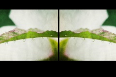 Dyptych-Mirror-01