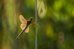 Dragonflies