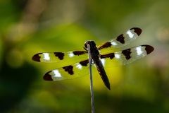 Dragonfly-01