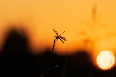 Dragonfly-03