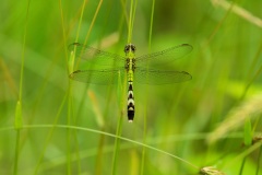 Dragonfly-04