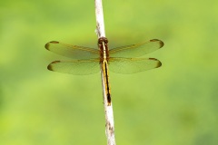 Dragonfly-05