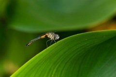 Dragonfly-06