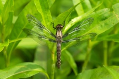 Dragonfly-07