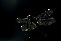 Dragonfly-08