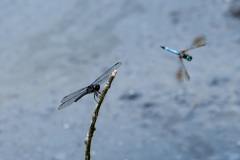 Dragonfly-09