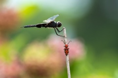 Dragonfly-10