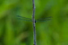 Dragonfly-11