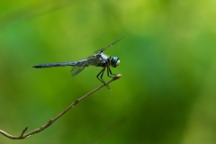 Dragonfly-12