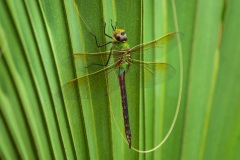 Dragonfly-13