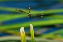 Dragonfly-14