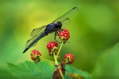Dragonfly-15
