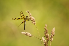 Dragonfly-16