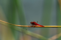 Dragonfly-17