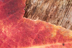Fall Photography