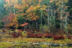 A wetland in fall