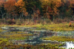 A wetland in fall.