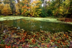A turtle pond in fall
