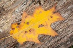 Closeup of leaf in fall