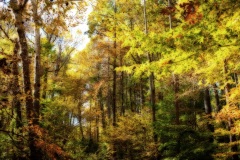 Trees in the fall