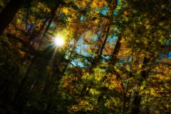 Sun through the trees in fall