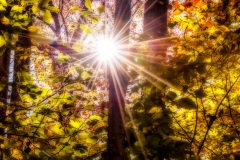 Sun through the trees in fall
