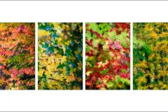 Fall Colors