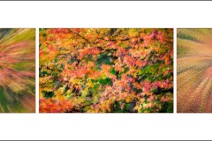 Fall-Colors