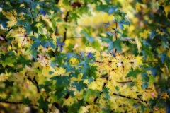 Fall colors