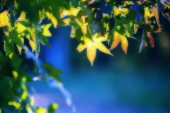 Fall colors
