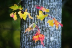 Fall colors