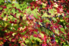 Fall colors