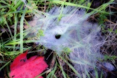 Red leaf and web