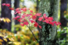 Fall scene