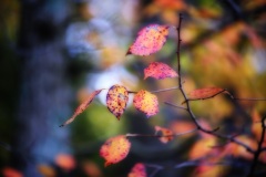 Fall scene