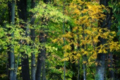 Fall trees 