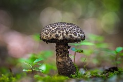 Stacked from 18 images. Method=B (R=4,S=3)