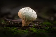 Mushroom_1263-FInal