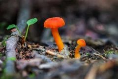 Mushroom_1599