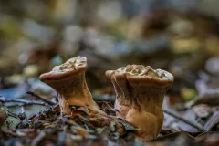 Mushroom_1633-b
