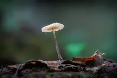 Mushroom_1800